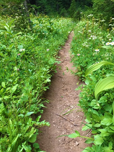 trail to gobbler's knob in mount rainier national park